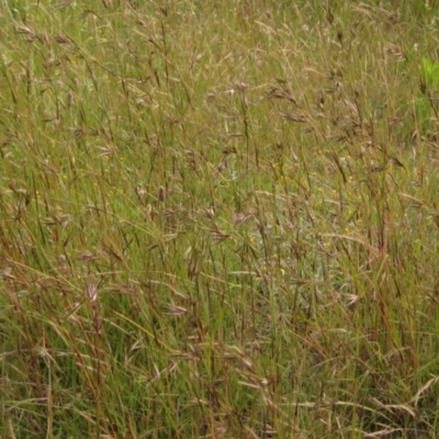 Themeda triandra (Kangaroo Grass) at Flynn, ACT - 16 Nov 2022 by pinnaCLE