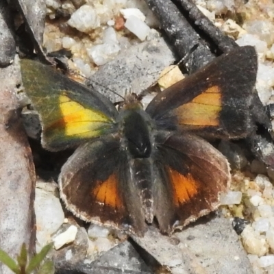 Paralucia aurifera (Bright Copper) at Tidbinbilla Nature Reserve - 17 Nov 2022 by JohnBundock