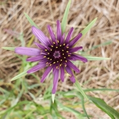 Tragopogon porrifolius subsp. porrifolius (Salsify, Oyster Plant) at Yass River, NSW - 10 Nov 2022 by SenexRugosus