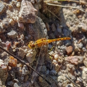 Diplacodes bipunctata at Melrose - 17 Nov 2022