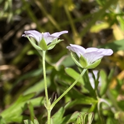 Geranium sp. Pleated sepals (D.E.Albrecht 4707) Vic. Herbarium at Curtin, ACT - 17 Nov 2022 by RAllen