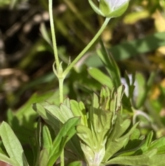 Geranium sp. Pleated sepals (D.E.Albrecht 4707) Vic. Herbarium at Curtin, ACT - 17 Nov 2022