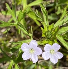 Geranium sp. Pleated sepals (D.E.Albrecht 4707) Vic. Herbarium at Curtin, ACT - 17 Nov 2022 11:48 AM