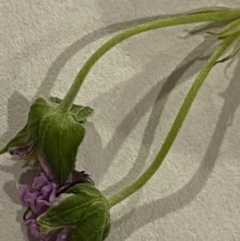 Geranium sp. Pleated sepals (D.E.Albrecht 4707) Vic. Herbarium at Curtin, ACT - 17 Nov 2022