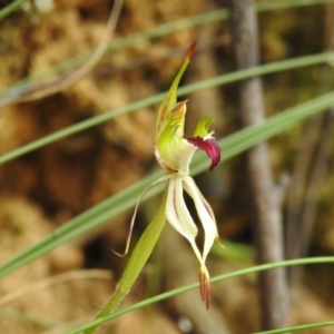 Caladenia parva at Paddys River, ACT - 17 Nov 2022