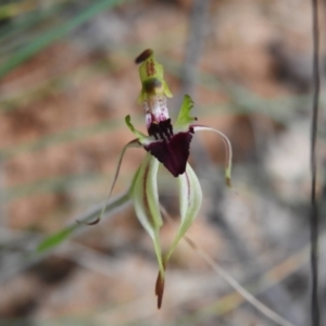 Caladenia parva at Paddys River, ACT - 17 Nov 2022