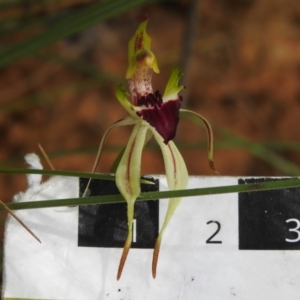 Caladenia parva at Paddys River, ACT - 17 Nov 2022