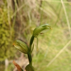 Bunochilus montanus (Montane Leafy Greenhood) at Paddys River, ACT - 17 Nov 2022 by JohnBundock