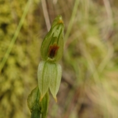 Bunochilus montanus (ACT) = Pterostylis jonesii (NSW) at Paddys River, ACT - suppressed