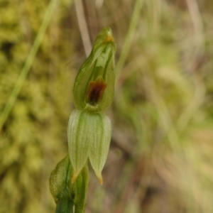 Bunochilus montanus at Paddys River, ACT - 17 Nov 2022