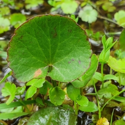 Nymphoides (genus) (A Marshwort) at Yass River, NSW - 15 Nov 2022 by SenexRugosus