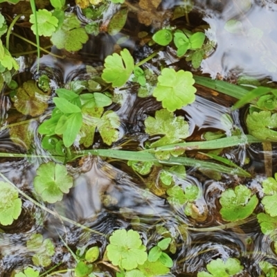 Hydrocotyle rivularis (A Pennywort) at Yass River, NSW - 15 Nov 2022 by SenexRugosus