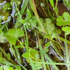 Hydrocotyle rivularis at Yass River, NSW - 15 Nov 2022 05:14 PM