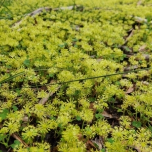 Hydrocotyle laxiflora at Bungonia, NSW - 13 Nov 2022