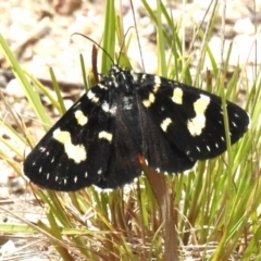 Phalaenoides tristifica (Willow-herb Day-moth) at Tidbinbilla Nature Reserve - 17 Nov 2022 by JohnBundock