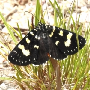 Phalaenoides tristifica at Paddys River, ACT - 17 Nov 2022