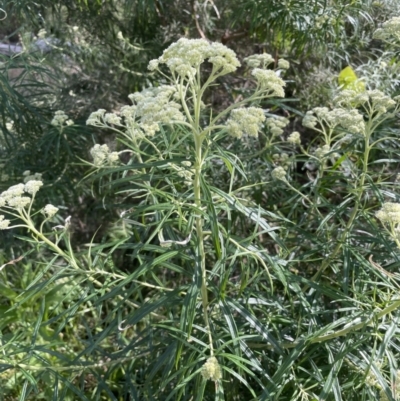 Cassinia longifolia (Shiny Cassinia, Cauliflower Bush) at Yarralumla, ACT - 17 Nov 2022 by JaneR