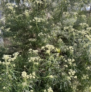 Cassinia longifolia at Yarralumla, ACT - 17 Nov 2022 04:51 PM