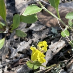 Goodenia hederacea (Ivy Goodenia) at Stirling Park - 17 Nov 2022 by JaneR