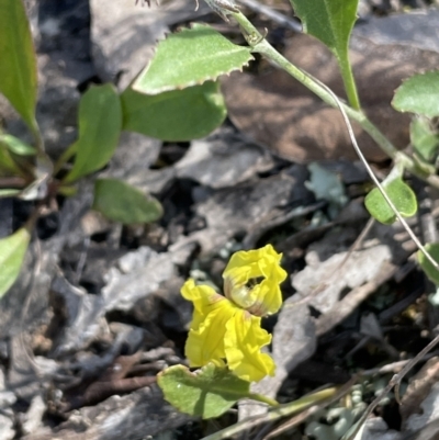 Goodenia hederacea (Ivy Goodenia) at Yarralumla, ACT - 17 Nov 2022 by JaneR