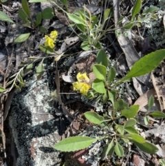 Goodenia hederacea at Yarralumla, ACT - 17 Nov 2022 04:38 PM