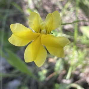 Goodenia pinnatifida at Yarralumla, ACT - 17 Nov 2022 05:00 PM