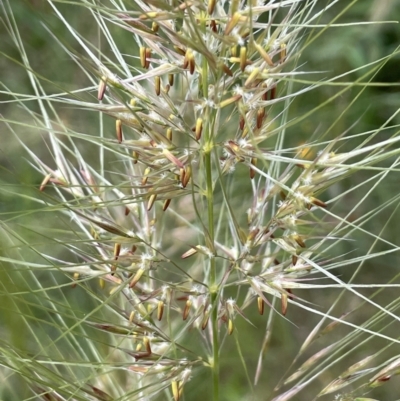 Austrostipa densiflora (Foxtail Speargrass) at Yarralumla, ACT - 10 Nov 2021 by JaneR