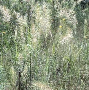 Austrostipa densiflora at Yarralumla, ACT - 10 Nov 2021 04:58 PM