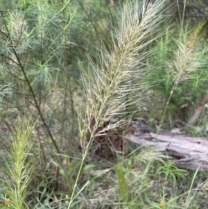 Austrostipa densiflora at Yarralumla, ACT - 10 Nov 2021 04:58 PM