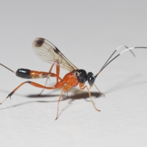 Ichneumonidae (family) at Stirling, ACT - 16 Nov 2022