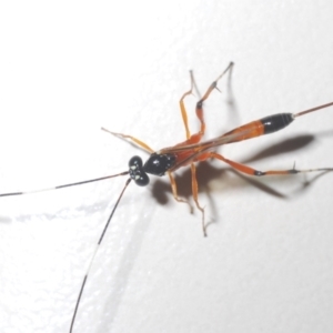 Ichneumonidae (family) at Stirling, ACT - 16 Nov 2022