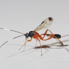 Ichneumonidae (family) at Stirling, ACT - 16 Nov 2022