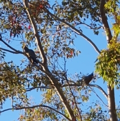 Callocephalon fimbriatum (Gang-gang Cockatoo) at Lyons, ACT - 18 Nov 2022 by jmcleod