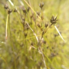 Schoenus apogon (Common Bog Sedge) at Cooma, NSW - 16 Nov 2022 by mahargiani