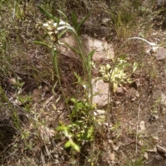 Euchiton japonicus (Creeping Cudweed) at Cooma, NSW - 16 Nov 2022 by mahargiani