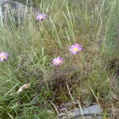 Calotis scabiosifolia var. integrifolia (Rough Burr-daisy) at Cooma, NSW - 16 Nov 2022 by mahargiani