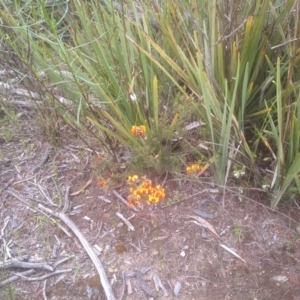 Dillwynia sericea at Cooma, NSW - 16 Nov 2022