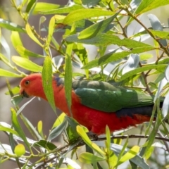 Alisterus scapularis (Australian King-Parrot) at Penrose, NSW - 12 Nov 2022 by Aussiegall