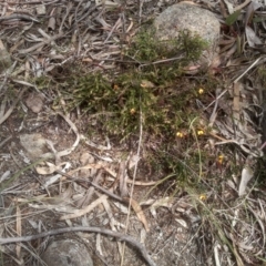 Bossiaea buxifolia (Matted Bossiaea) at Cooma, NSW - 16 Nov 2022 by mahargiani