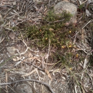 Bossiaea buxifolia at Cooma, NSW - 16 Nov 2022