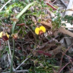 Bossiaea buxifolia at Cooma, NSW - 16 Nov 2022