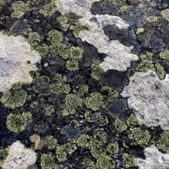 Rhizocarpon geographicum at Wamboin, NSW - 16 Nov 2022 by Komidar