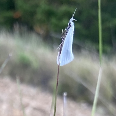 Zacorus carus (White Wingia) at Kowen, ACT - 18 Nov 2022 by Komidar