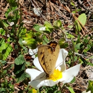 Heteronympha merope at Isaacs, ACT - 18 Nov 2022