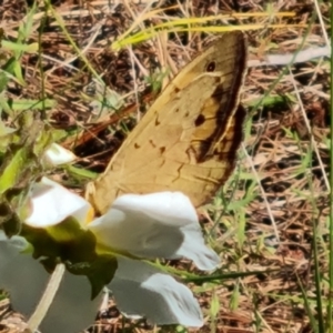 Heteronympha merope at Isaacs, ACT - 18 Nov 2022