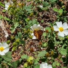 Heteronympha merope at Isaacs, ACT - 18 Nov 2022