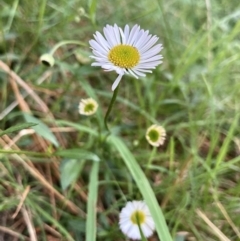 Erigeron karvinskianus (Seaside Daisy) at Kowen, ACT - 18 Nov 2022 by Komidar