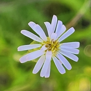 Vittadinia muelleri at Mitchell, ACT - 18 Nov 2022