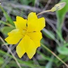 Goodenia pinnatifida (Scrambled Eggs) at Mitchell, ACT - 18 Nov 2022 by trevorpreston