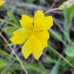 Goodenia pinnatifida at Mitchell, ACT - 18 Nov 2022